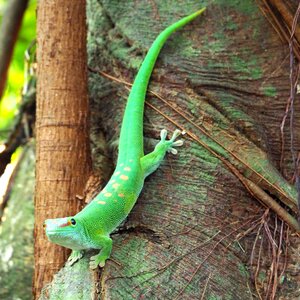 Gecko reptile lizard