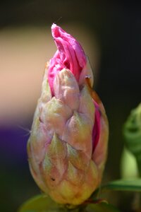 Garden bud spring photo