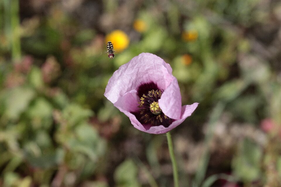 Outdoors insect poppy