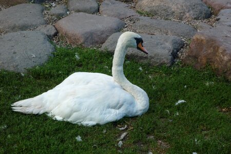 Swan swans bird photo