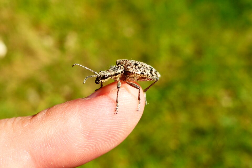 At the court of the beetle hand