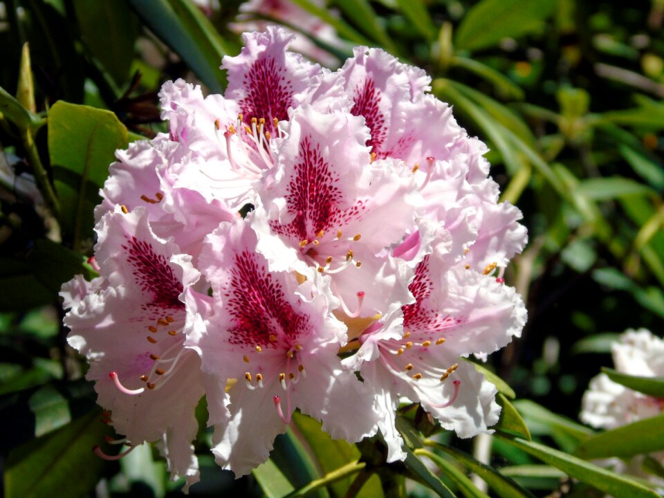 Garden floral plant