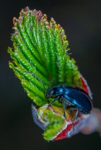 Insect bespozvonochnoe beetle photo