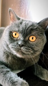 Cat british cat housecat photo