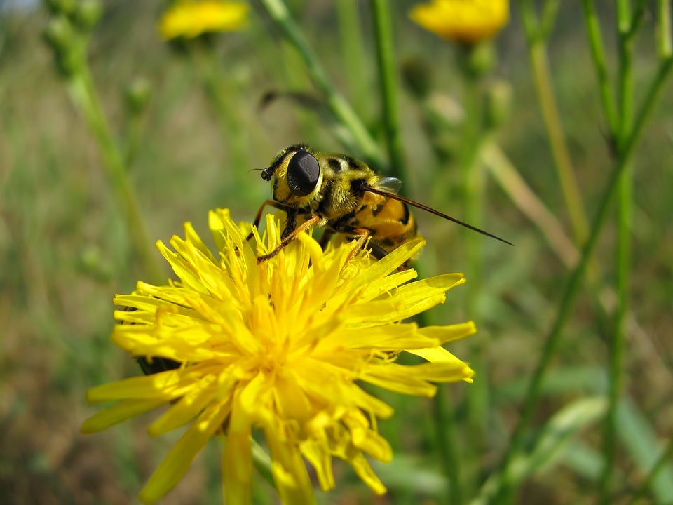 Flowers dandelion summer