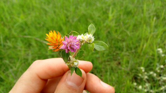 Nature garden wild
