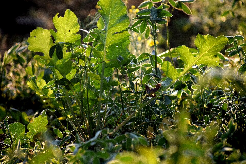 Food growth agriculture