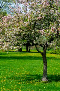 Blossom blooming branch