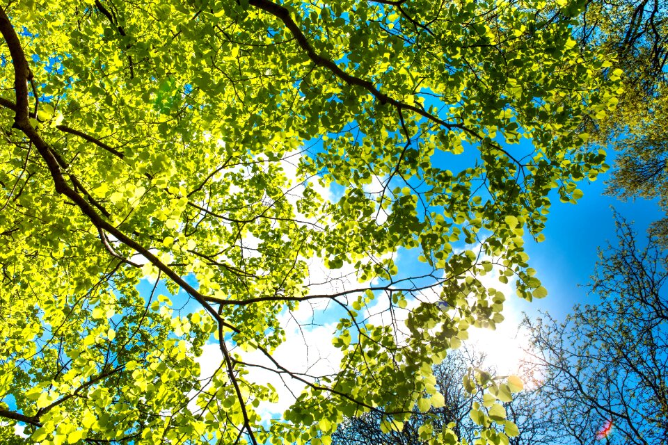 Nature summer trees