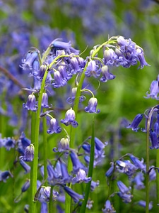 Spring blue flower