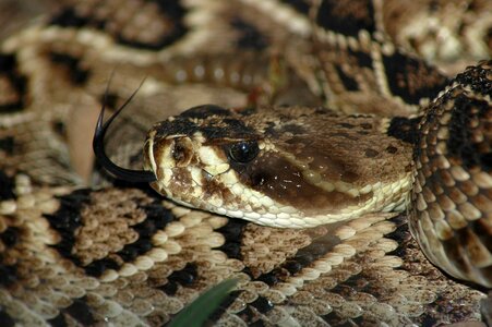 Reptile brown snake