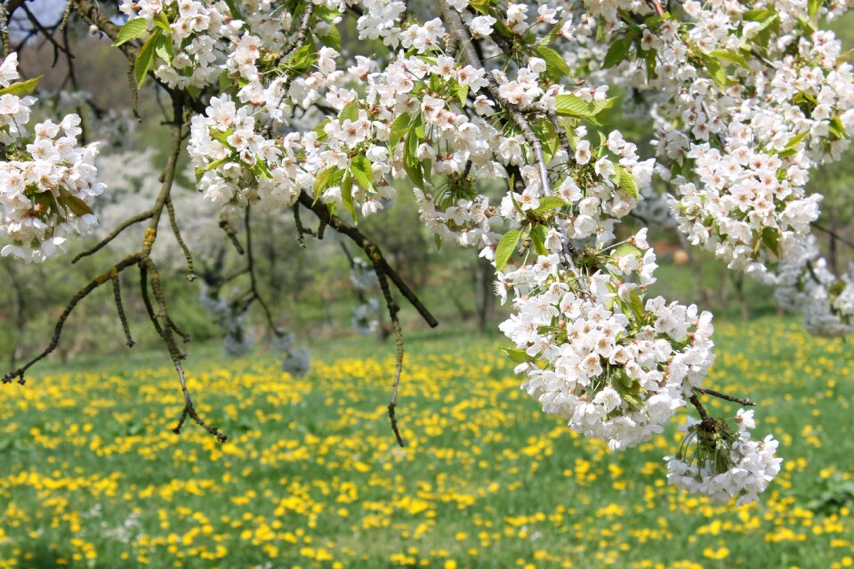 Cherries cherry blossom Free photos