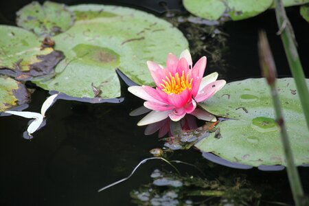 Brine lotus water flower photo
