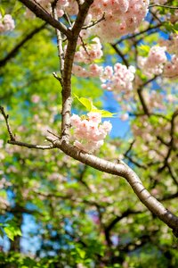 Nature flowering tree spring photo