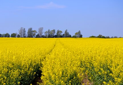 Nature the cultivation of field rzepakowe