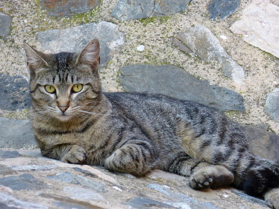 Brindle resting cat home