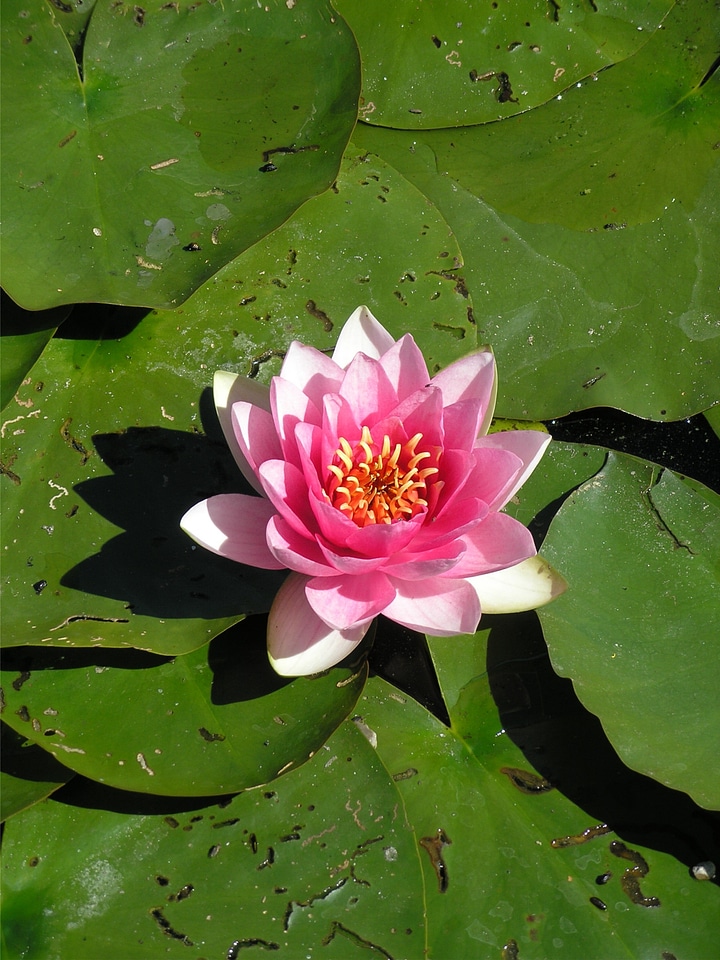 Lake rose aquatic plants biotope