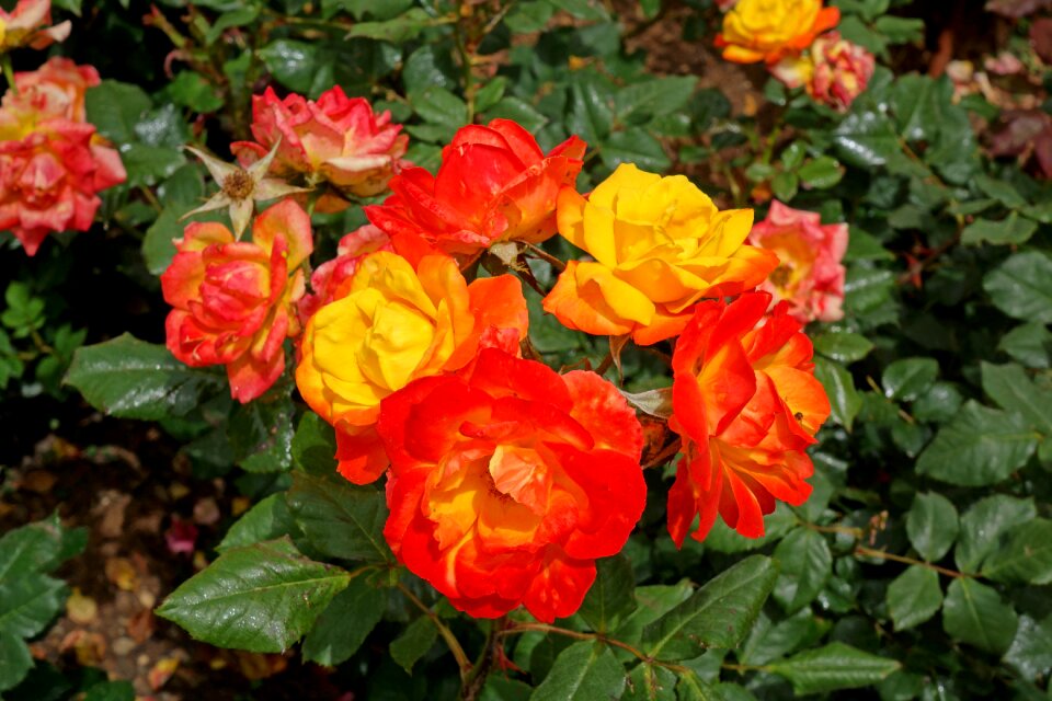 Rose handsomely petals
