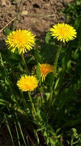 Bloom flower plant photo