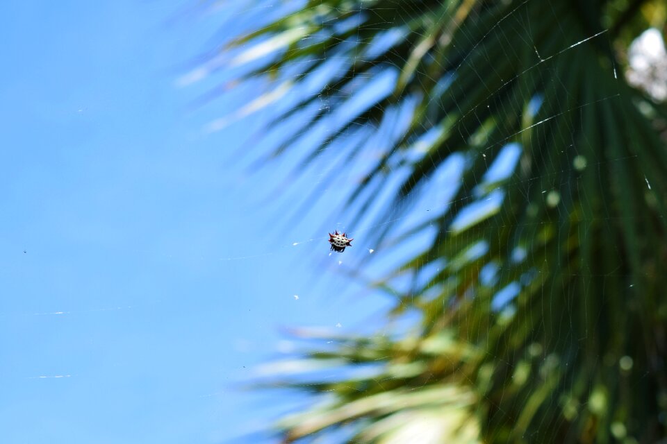 Palm trees blue sky sky