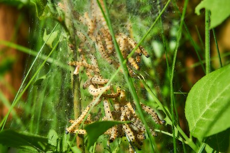 Web harmless may
