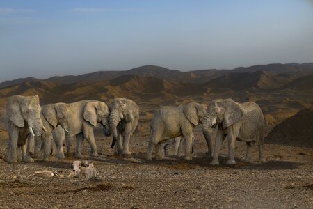 Elephant boy tusks african bush elephant