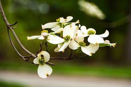 Flowers spring