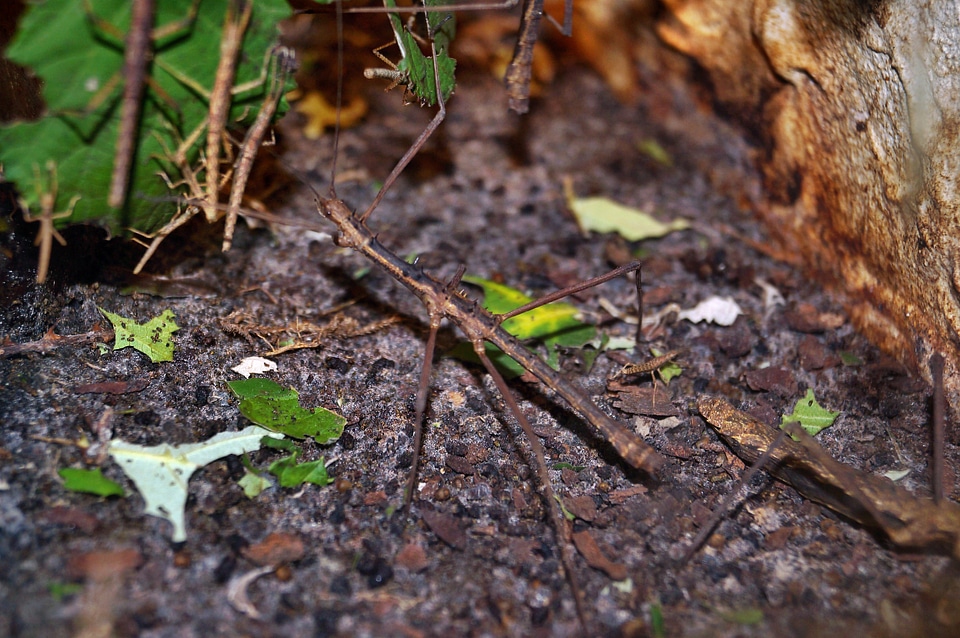 Herbivores insect disguised
