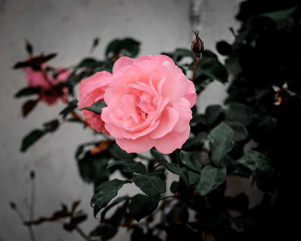 Floral blossom pink
