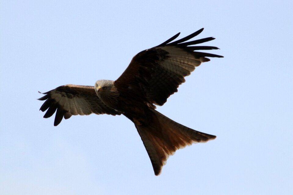 Bird of prey bird wildlife