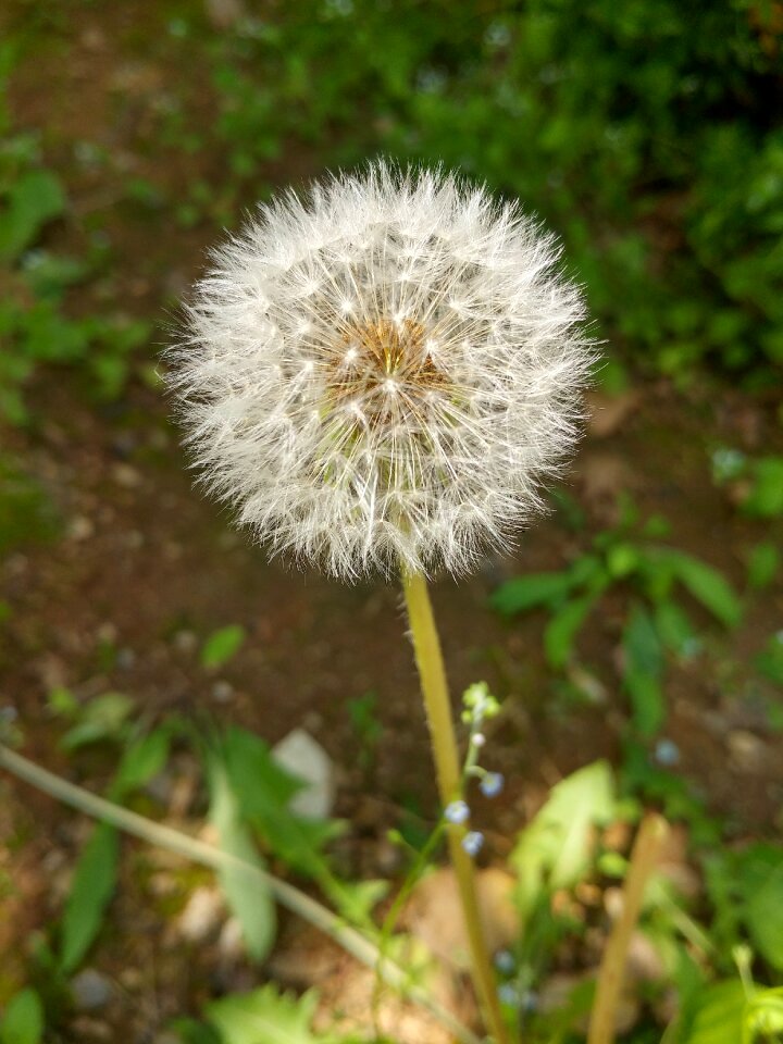 Grass summer dandelion bunch photo