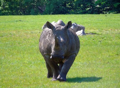 Zoo wildlife african photo