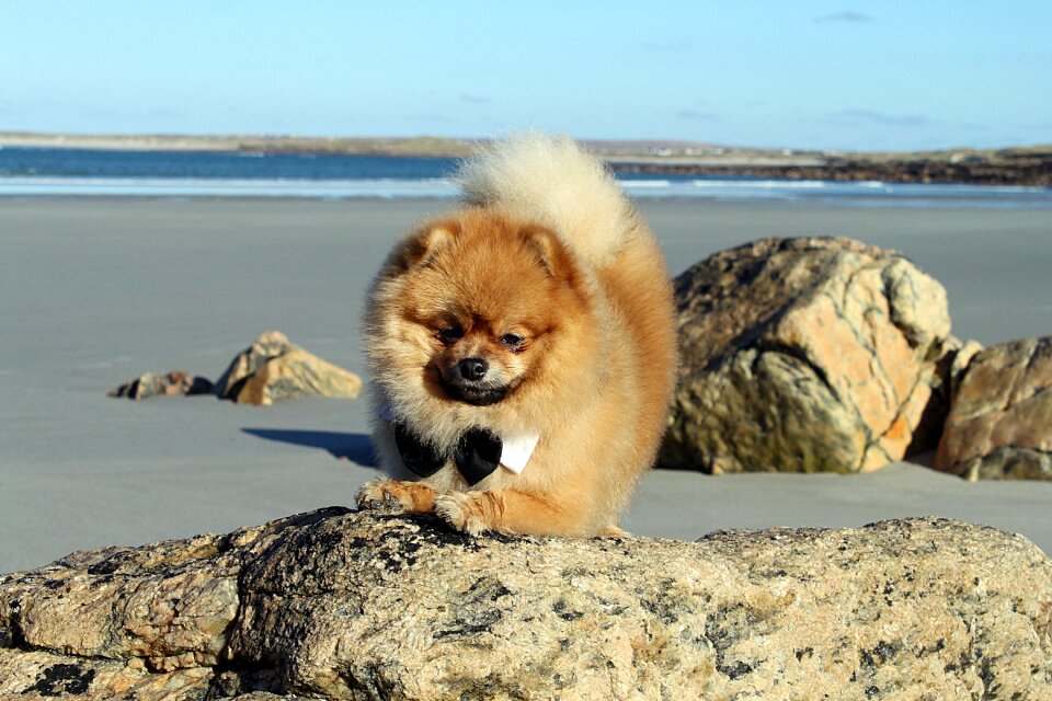 Doggy dog model animals
