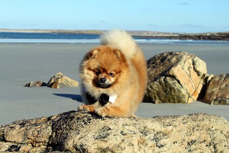 Doggy dog model animals