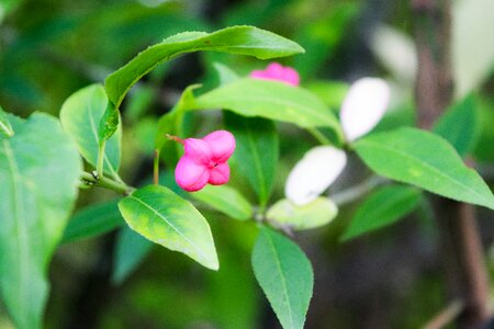 Tree flower garden photo