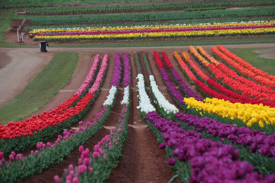 Flower bloom