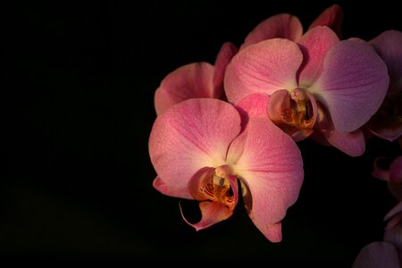 Pink flower flower orchid flower