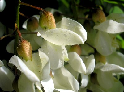 Spring blooming tree white flowers