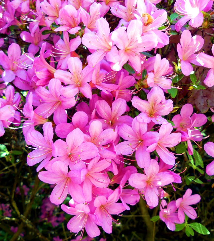 Flowers colorful bush