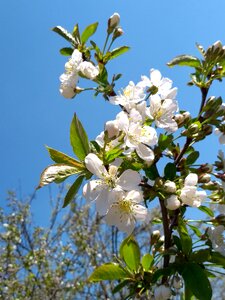 Branch of cherry spring Free photos photo