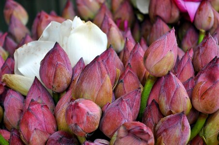 Lotus plant ceylon photo