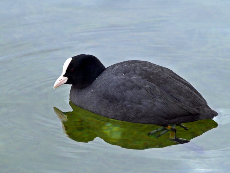 Seevogel lake floating