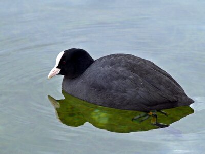 Seevogel lake floating photo