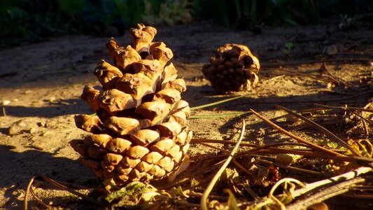 Wood pine cone coniferous tree photo