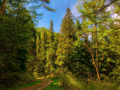 Woods mountain plant photo