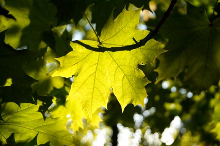 Forest backlighting leaf