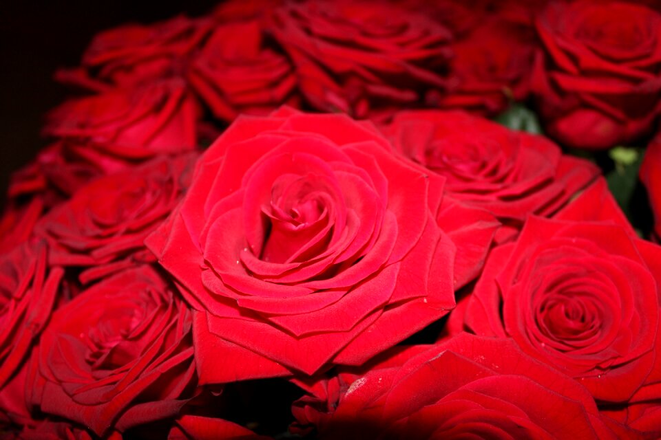 Roses blossom bloom