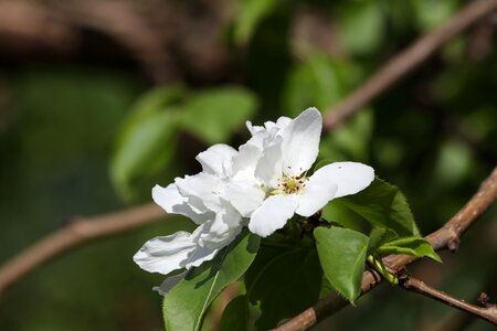 Tree park beauty