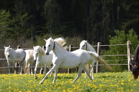 Thoroughbred arabian arabs marbach