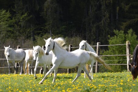 Thoroughbred arabian arabs marbach photo